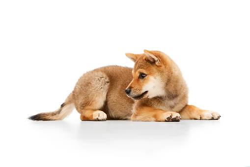 Side view of one little dog, cute beautiful Shiba Inu puppy posing isolated over white background. Pet looks healthy, well groomed and happy. Concept of care, love, animal life