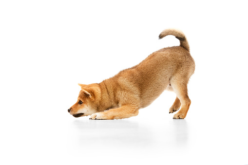Side view of one little dog, beautiful playful Shiba Inu puppy posing isolated over white background. Pet looks healthy, well groomed and happy. Concept of friendship, care, love, animal life