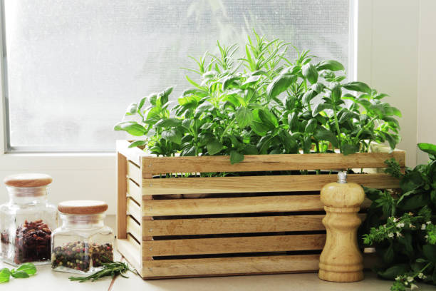 istock composition of fresh herbs in a basket on the kitchen windowsill, with spices. 1652551130