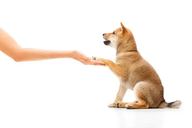 Give a paw. Side view portrait of cute, playful Shiba inu puppy trained on a white background against white studio background. Beauty, animal health, happiness, care concept. Copy space for ad