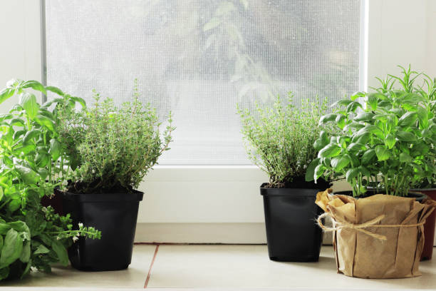 istock Fresh herbs in pots on the windowsill. 1652551147