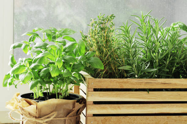 istock composition of fresh herbs in a basket on the kitchen windowsill, with spices. 1652551149