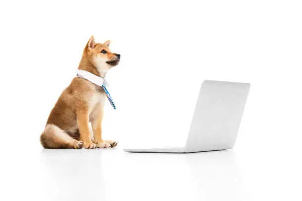 Photo of Beautiful purebred dog, Shiba inu pet wearing formal tie sitting with laptop against white studio background. Office life