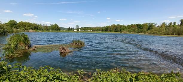 istock A calm lake with a dense forest and a blue sky with scattered white cumulus clouds 1652553347