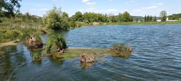 istock A calm lake with a dense forest and a blue sky with scattered white cumulus clouds 1652553364