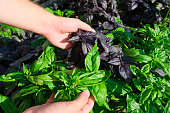 farmer hands holding violet and green basil plant leaves
