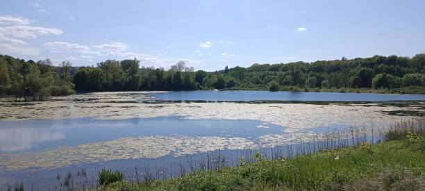 istock A calm lake with a dense forest and a blue sky with scattered white cumulus clouds 1652555081