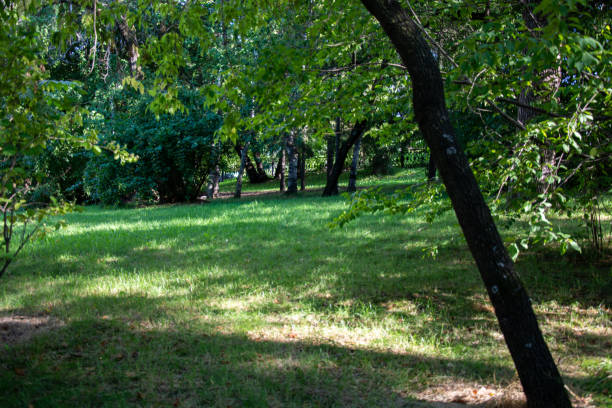 istock Green smooth lawn and trees in the park in summer 1652557783