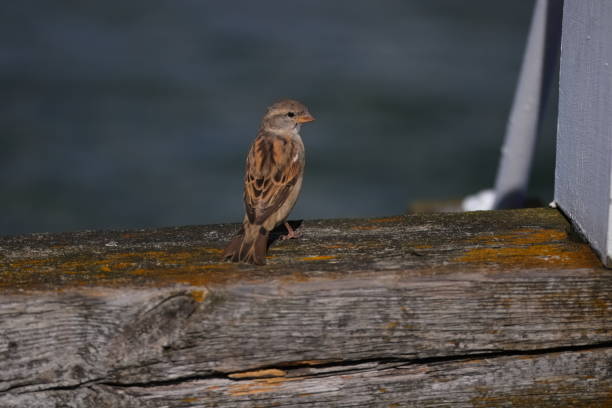 istock One sparrow on a colored wooden board 1652563816