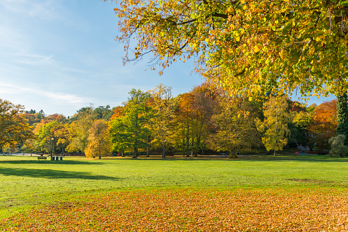 Beautiful oak tree in the autumnal park. Panoramic view of the natural park in autumn.