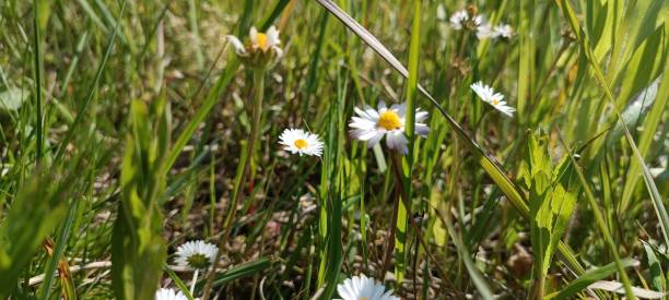 istock Blooming daisies (Bellis perennis) in a meadow 1652569884