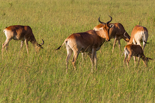 Hartebeest Family in wildlife