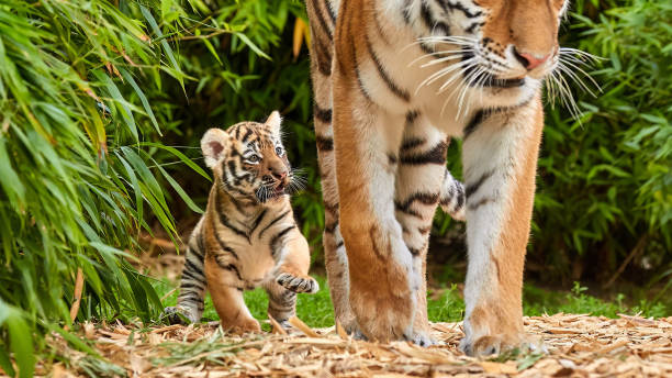 istock Tiger cub walking with his mother, amur tiger (Panthera tigris). 1652578494