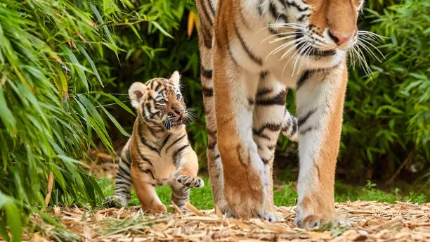 Photo of Tiger cub walking with his mother, amur tiger (Panthera tigris).