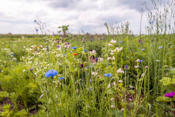 istock Colorful field edge along a field with potato plants 1652578580