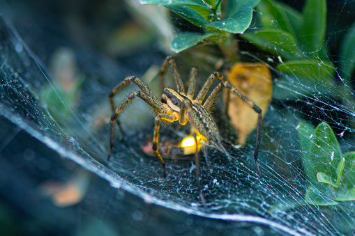 Large Huntsman spider resting on Eucalypt tree limb