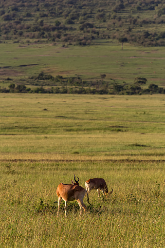 Two Hartebeests grazing in wildlife