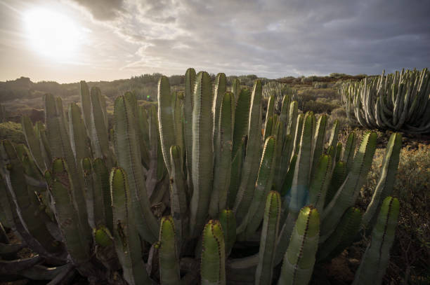 istock Cactus Desert Sunset in Tenerife Canary Island 1652578815