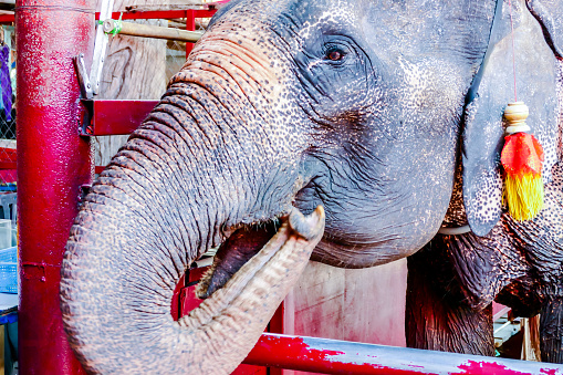Man feeding an elephant at Elephant Thailand