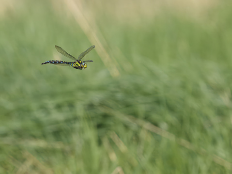 Southern hawker, Aeshna cyanea, single insect in flight, Warwickshire, August 2023