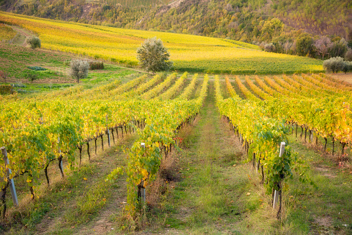 Colorful vineyard in fall, agriculture and farming