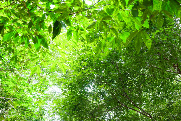 istock Green leaf tree branch uprisen view 1652621460