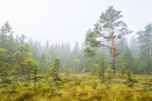 Bog with pine trees in a misty forest