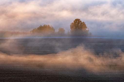 Country road by a field and a grove of trees in the morning mist