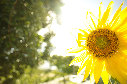 Sunflower in backlight.