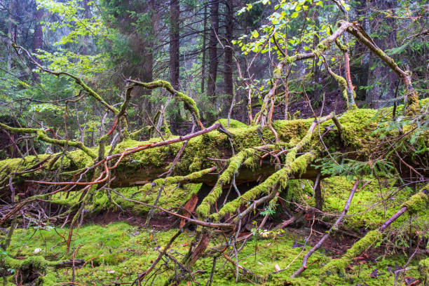 istock Fallen tree covered with green moss in a woodland 1652624572