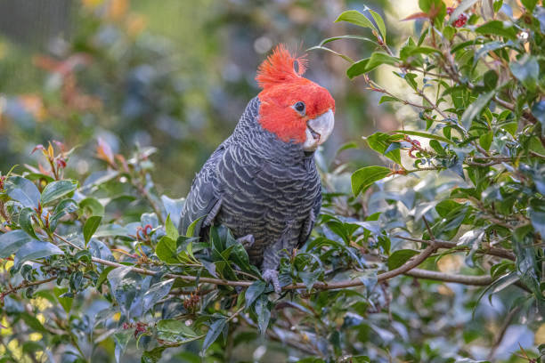 istock Gracious Gang-gang Cockatoo 1652630631
