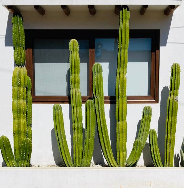 istock San Pedro cacti in the sun. 1652641776