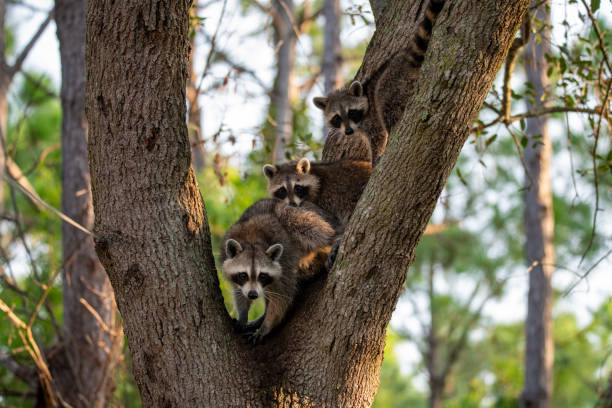 istock Raccoon family 1652669582