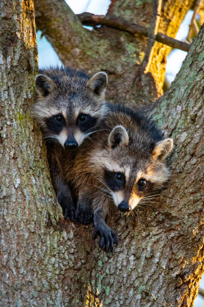 baby raccoons 2 Two baby raccoons in a tree. robert michaud stock pictures, royalty-free photos & images