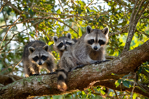 Raccoon kit (Procyon lotor) clings to tree limb directly above photographer.