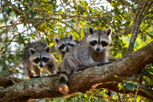 Raccoon family 2 An adult raccoon and two babies on a tree limb. robert-michaud stock pictures, royalty-free photos & images