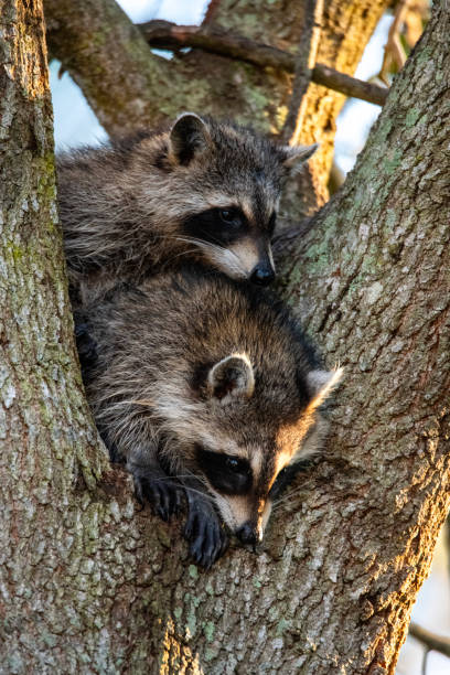 baby raccoons 1 Two baby raccoons in a tree. robert michaud stock pictures, royalty-free photos & images