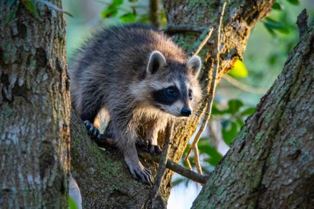istock Raccoon juvenile 3 1652670737
