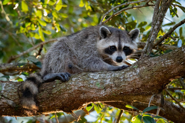 istock Adult raccoon 1 1652671795