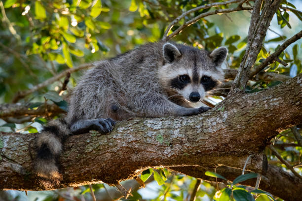 Adult raccoon 1 An adult raccoon laying on a tree branch. robert michaud stock pictures, royalty-free photos & images