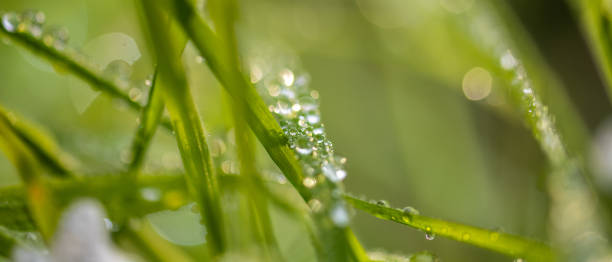 istock Close-up of dew on leaves 1652671822