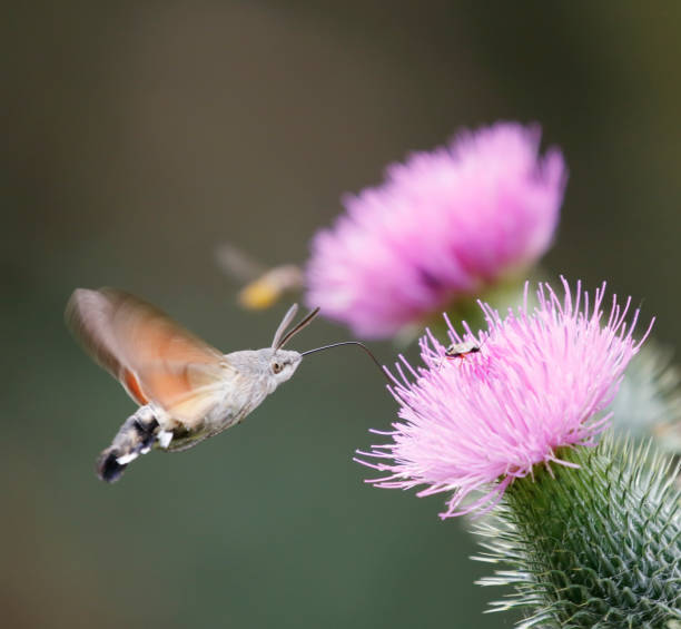 polilla halcón colibrí (macroglossum stellatarum) en vuelo - moth black flying animal tongue fotografías e imágenes de stock