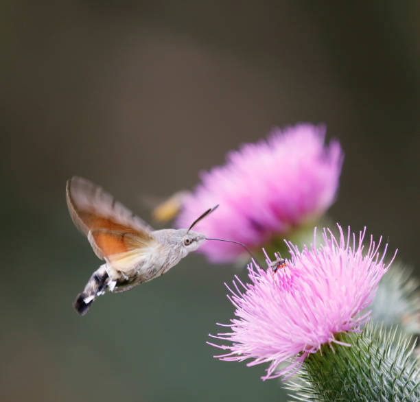 polilla halcón colibrí (macroglossum stellatarum) en vuelo - moth black flying animal tongue fotografías e imágenes de stock