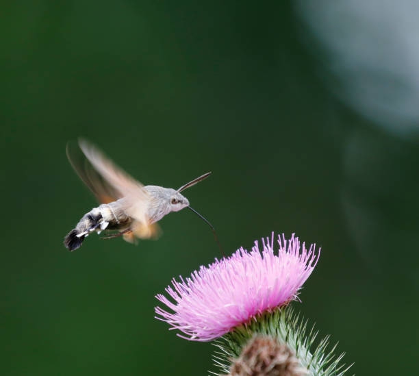 polilla halcón colibrí (macroglossum stellatarum) en vuelo - moth black flying animal tongue fotografías e imágenes de stock