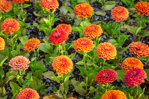 Beautiful spring flower macro shot with vibrant color.