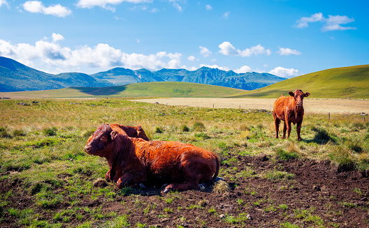 Brown cows in meadow- Salers in Auvergne, France