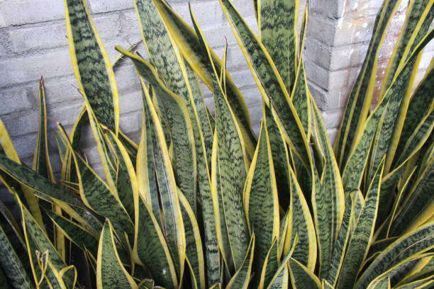 istock Snake plant or Sansevieria 1652705530