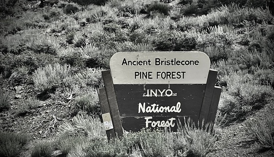 hiking in the ancient bristlecone pine forest, methusela walk, bishop, california - u.s.a.