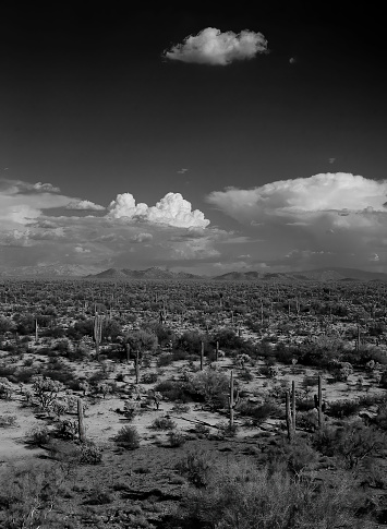Black and White Film image of the Sonora desert in central Arizona USA