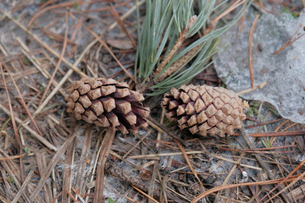 istock pine cone in winter. pine cone lies on the snow. winter concept 1652718763